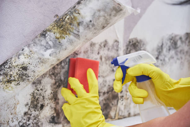 Best Environmental Consulting for Mold Prevention  in Wlowbrook, IL